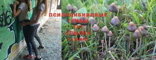 крисы Аркадак